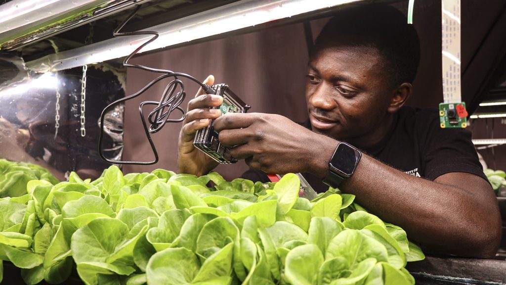 Student monitors lettuce growth